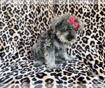Small #3 Schnauzer (Miniature)