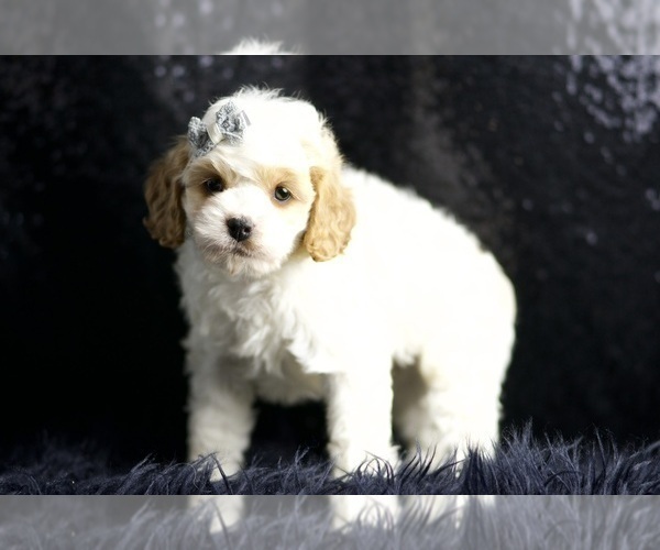 Medium Photo #4 Cavapoo Puppy For Sale in WARSAW, IN, USA
