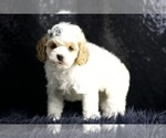 Small #3 Cavapoo