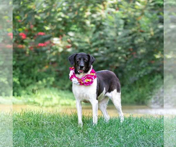 Medium Photo #16 Border Collie-Unknown Mix Puppy For Sale in Unionville, PA, USA