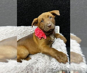 Chow Chow-Labrador Retriever Mix Dogs for adoption in Grafton, WI, USA