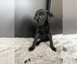 Puppy 9 Chocolate Labrador retriever-German Shepherd Dog Mix
