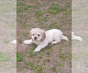 Cocker Spaniel Puppy for Sale in OLA, Arkansas USA