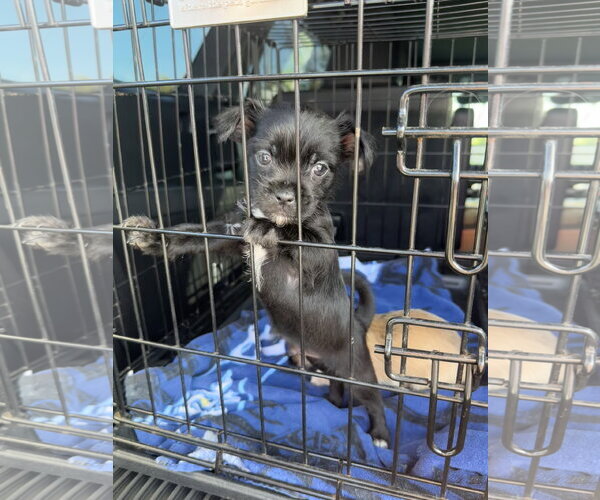 Medium Photo #6 ShiChi Puppy For Sale in Valrico, FL, USA