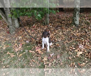 German Shorthaired Pointer Puppy for sale in SCHDY, NY, USA