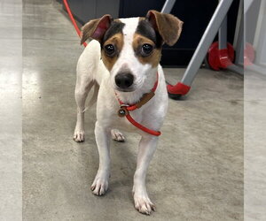 Shorty 26 - Female Chiweenie Dog for Adoption - Photo #3