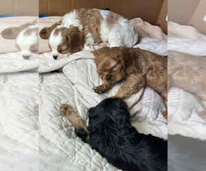 Cavalier King Charles Spaniel Litter for sale in ADDISON TOWNSHIP, MI, USA