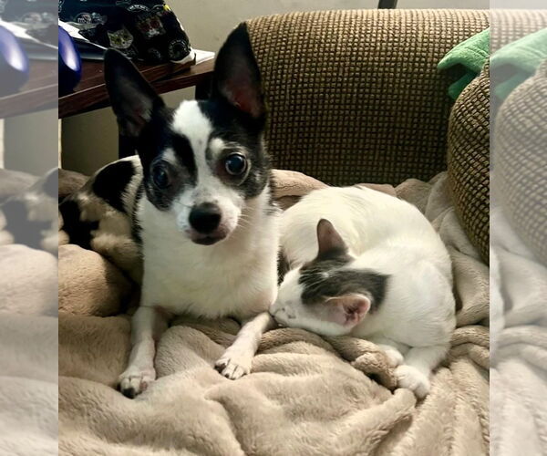 Medium Photo #5 Chihuahua Puppy For Sale in Minneapolis, MN, USA