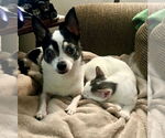 Small #4 Chihuahua