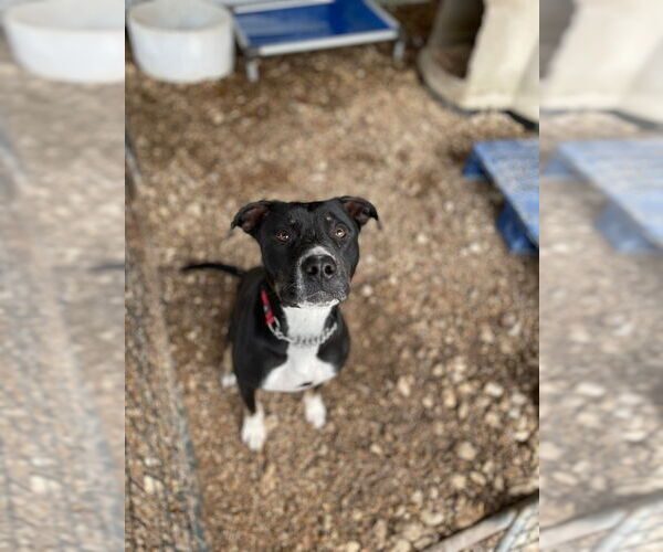 Medium Photo #13 Mutt Puppy For Sale in Foristell, MO, USA