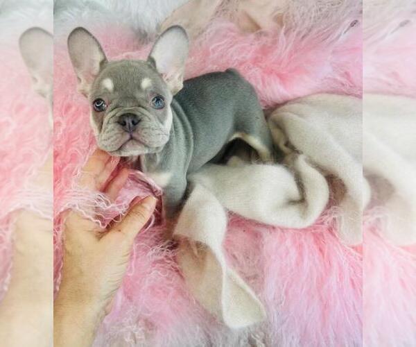 Medium Photo #18 French Bulldog Puppy For Sale in WEST PALM BEACH, FL, USA