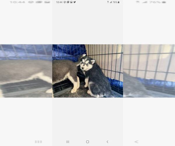 Medium Photo #1 Siberian Husky Puppy For Sale in AURORA, CO, USA
