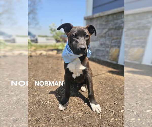 Medium Photo #2 Mutt Puppy For Sale in Maryville, TN, USA