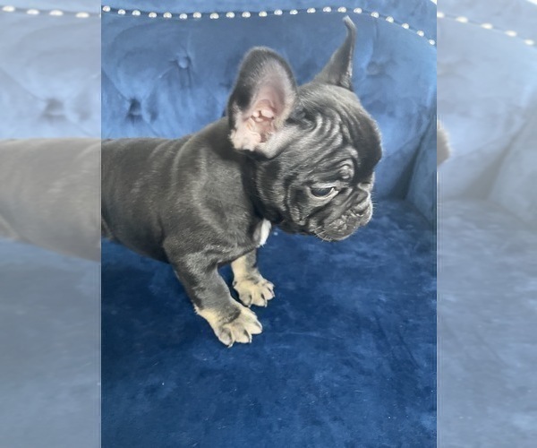 Medium Photo #36 French Bulldog Puppy For Sale in RANCHO PALOS VERDES, CA, USA
