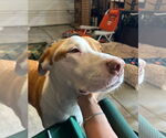 Small #2 American Pit Bull Terrier Mix