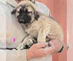 Small #8 Mutt