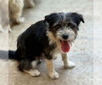Small #2 Mutt