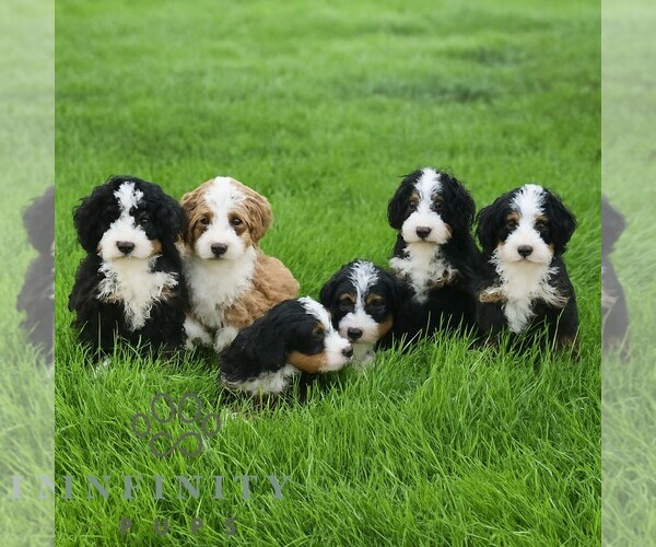 Medium Photo #2 Bernedoodle (Miniature) Puppy For Sale in LITITZ, PA, USA