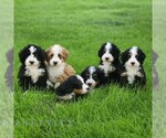 Small #1 Bernedoodle (Miniature)