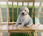 Small Photo #26 Goldendoodle Puppy For Sale in MARYVILLE, MO, USA