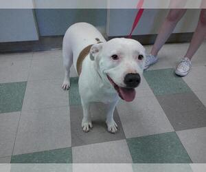 American Pit Bull Terrier-Unknown Mix Dogs for adoption in Oklahoma City, OK, USA