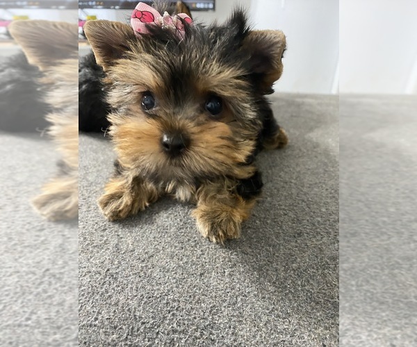 Medium Photo #6 Yorkshire Terrier Puppy For Sale in BETHLEHEM, GA, USA