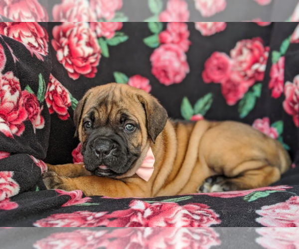 Medium Photo #4 Cane Corso Puppy For Sale in KIRKWOOD, PA, USA