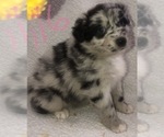 Small #5 Australian Shepherd