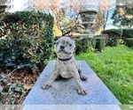 Small #164 French Bulldog