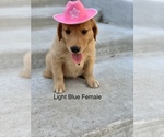 Small Photo #6 Golden Retriever Puppy For Sale in CATOOSA, OK, USA