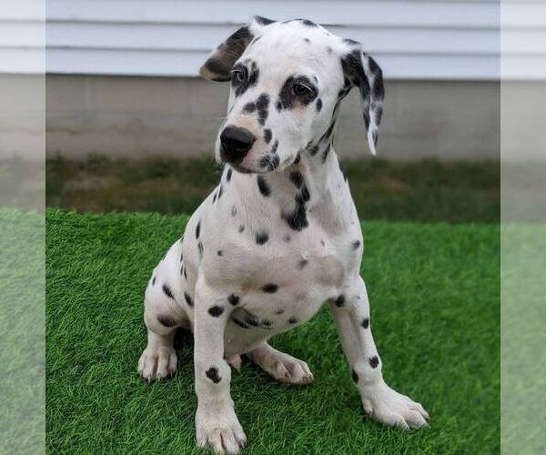 Medium Photo #4 Dalmatian Puppy For Sale in ARTHUR, IL, USA