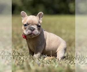 French Bulldog Puppy for sale in LOCUST GROVE, GA, USA