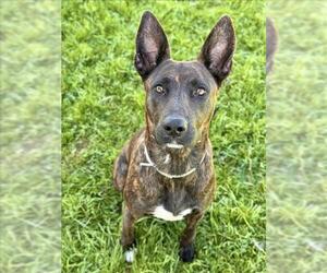 Dutch Shepherd -Unknown Mix Dogs for adoption in Conroe, TX, USA
