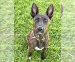 Small Dutch Shepherd  Mix