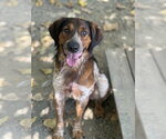 Small Mutt