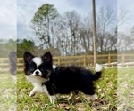 Small Photo #12 Chihuahua Puppy For Sale in AIKEN, SC, USA