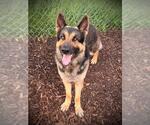Small German Shepherd Dog