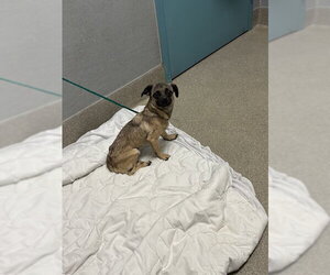 Chug Dogs for adoption in Las Vegas, NV, USA
