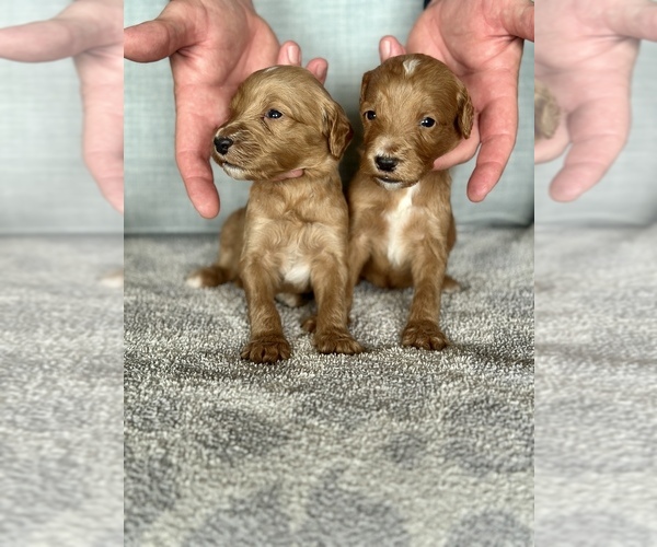 Medium Photo #3 Goldendoodle mix (+ Poodle Standard) Puppy For Sale in NEWVILLE, AL, USA