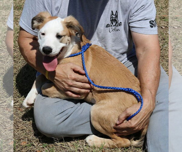Medium Photo #1 Argentinian Mastiff-Great Pyrenees Mix Puppy For Sale in Bandera, TX, USA