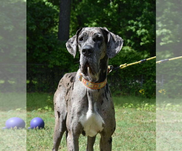 Medium Photo #5 Great Dane Puppy For Sale in Huntersville, NC, USA