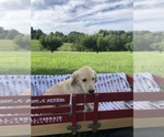 Small Photo #9 Golden Retriever Puppy For Sale in AUSTIN, KY, USA