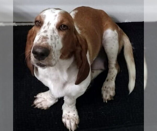 Medium Photo #2 Basset Hound Puppy For Sale in Deepwater, NJ, USA