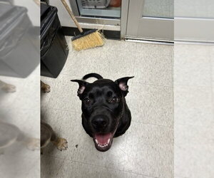 Labrador Retriever-Unknown Mix Dogs for adoption in Plano, TX, USA