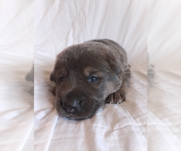 Medium Photo #2 German Shepherd Dog Puppy For Sale in LITCHFIELD, MI, USA
