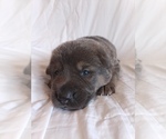 lola - Female German Shepherd Dog Puppy for Sale - Photo #2
