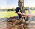 Small Photo #12 Labrador Retriever Puppy For Sale in GREENWOOD, SC, USA