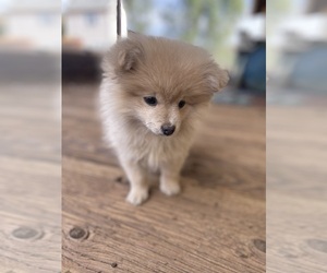 Pomeranian Puppy for sale in ACTON, CA, USA