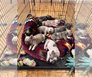 French Bulldog Litter for sale in PUEBLO, CO, USA