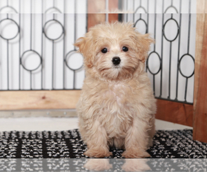 Maltipoo Puppy for sale in NAPLES, FL, USA